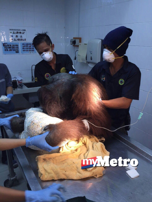 ORANG utan jantan ketika dirawat di Klinik dan Kuarantin Rehabilitasi Orang Utan Sepilok, Sandakan. FOTO ihsan JHL Sabah 