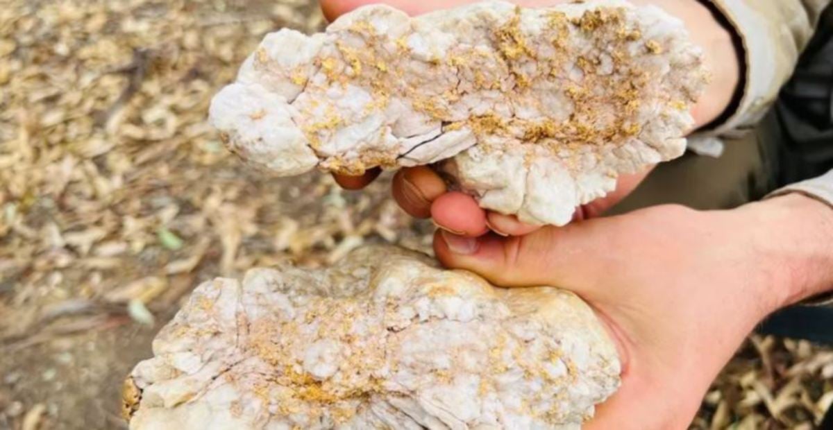 LELAKI Australia menemui batu seberat 4.6 kilogram mengandungi emas bernilai A$240,000 (kira-kira RM1 juta. FOTO Agensi 