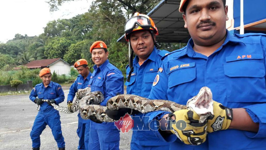 ANGGOTA APM menunjukkan ular sawa batik ditangkap berhampiran kuarters PGA Batalion 2 Kulim. FOTO Azahar Hashim