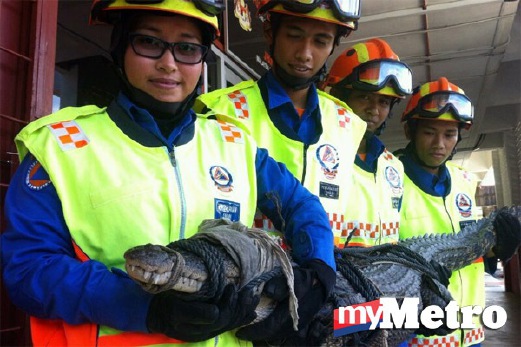 BUAYA jenis tembaga yang ditangkap oleh anggota JPAM Kota Kinabalu. FOTO Mohd Adam Arinin