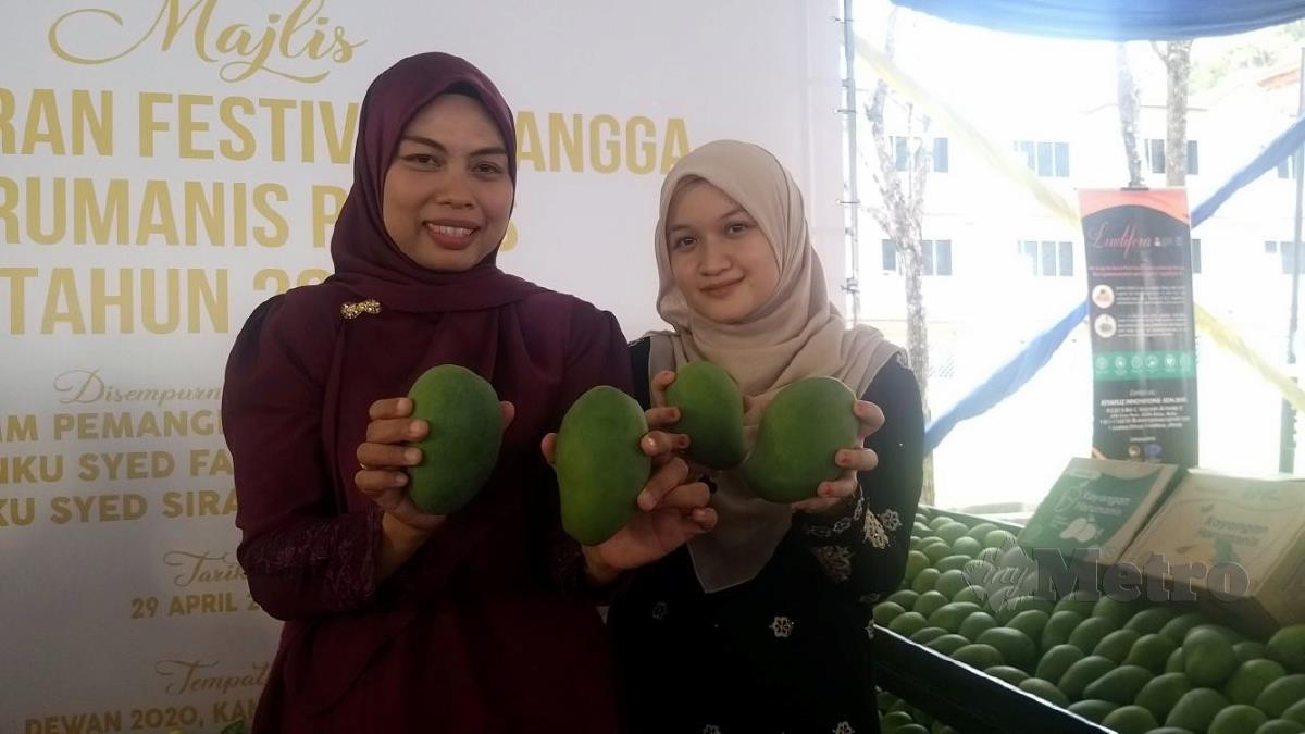 KAKITANGAN Jabatan Pertanian Negeri Perlis menunjukkan buah mangga Harumanis Gred Premium yang boleh didapati di Pusat Pertanian jabatan berkenaan. FOTO Aizat Sharif
