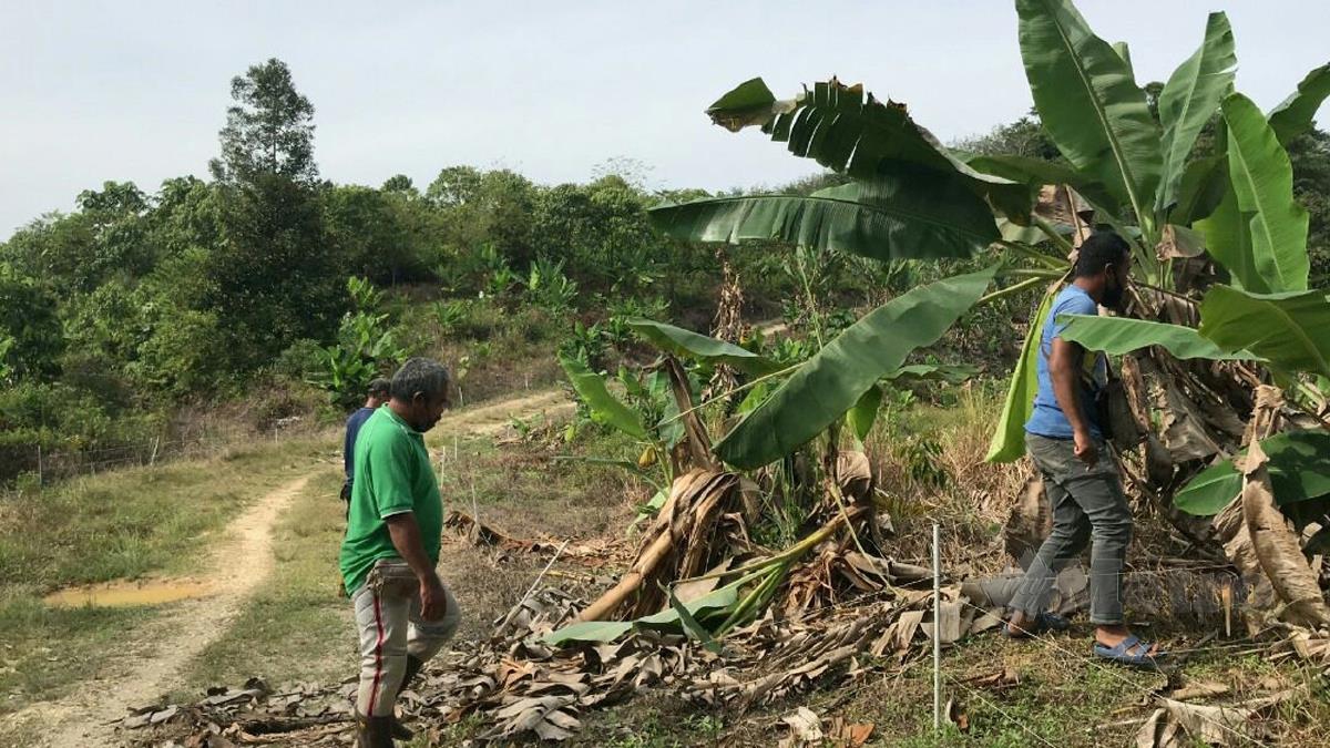ANTARA pokok pisang yang musnah. FOTO Ramli Ibrahim
