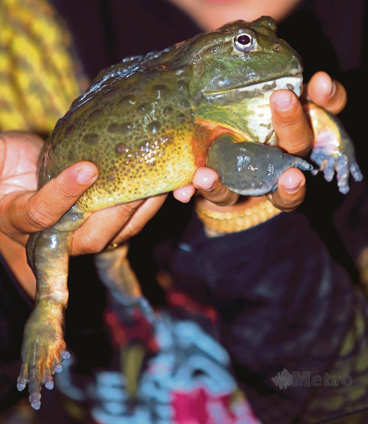 TEKSTUR kulit yang berlendir dan menggerutu menyebabkan ramai geli dengan katak.