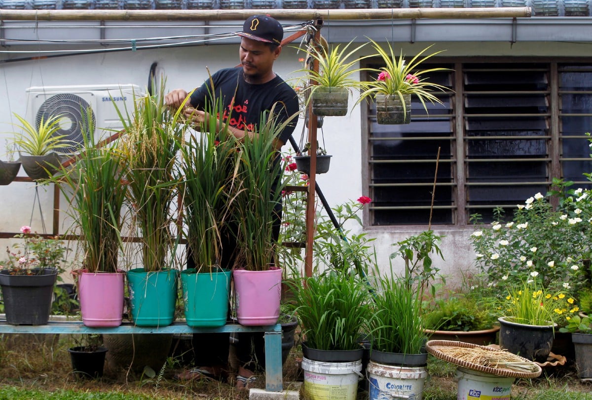 EDDRUS Iskandar memantau pokok padi yang ditanam menggunakan kaedah penanaman di dalam tong cat di halaman rumahnya Kampung Kandang Hilir, Kuala Kangsar.  Eddrus Iskandar berkata, idea tersebut tercetus apabila melihat ibu saudaranya berjaya menghasilkan tanaman padi di dalam pasu. FOTO BERNAMA