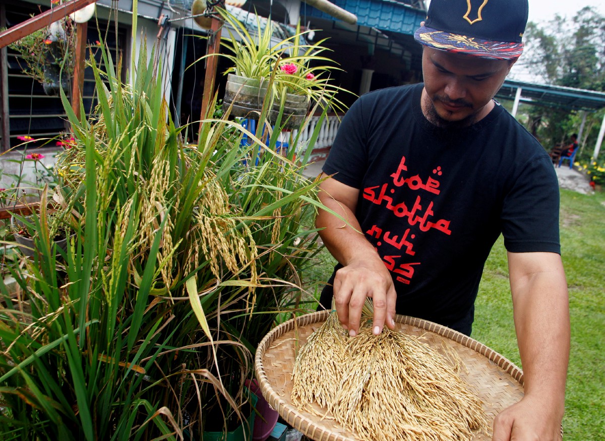EDDRUS Iskandar menunjukkan padi yang telah dituai dengan kaedah penanaman padi di dalam tong cat. FOTO BERNAMA