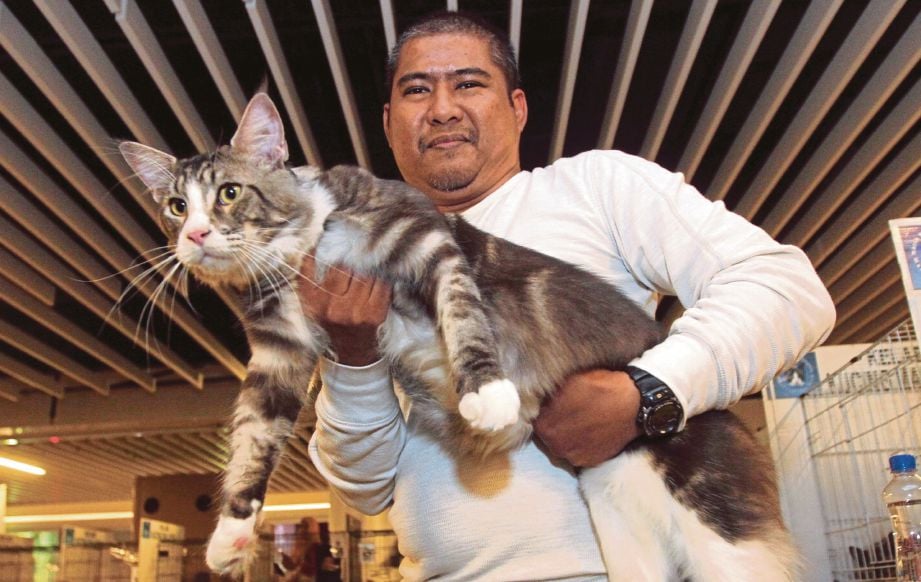  AHLI Kelab Kucing Malaysia, Hasnan Bendahara Abul Hamid bersama kucing miliknya yang bernama Flying Rider dari baka Maine Coon.