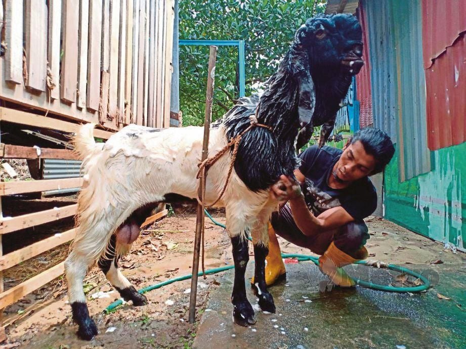  MOHD Shukri memandikan kambing baka Jamnapari miliknya yang dipanggil Abam J di Kampung Durian Guling, Marang.