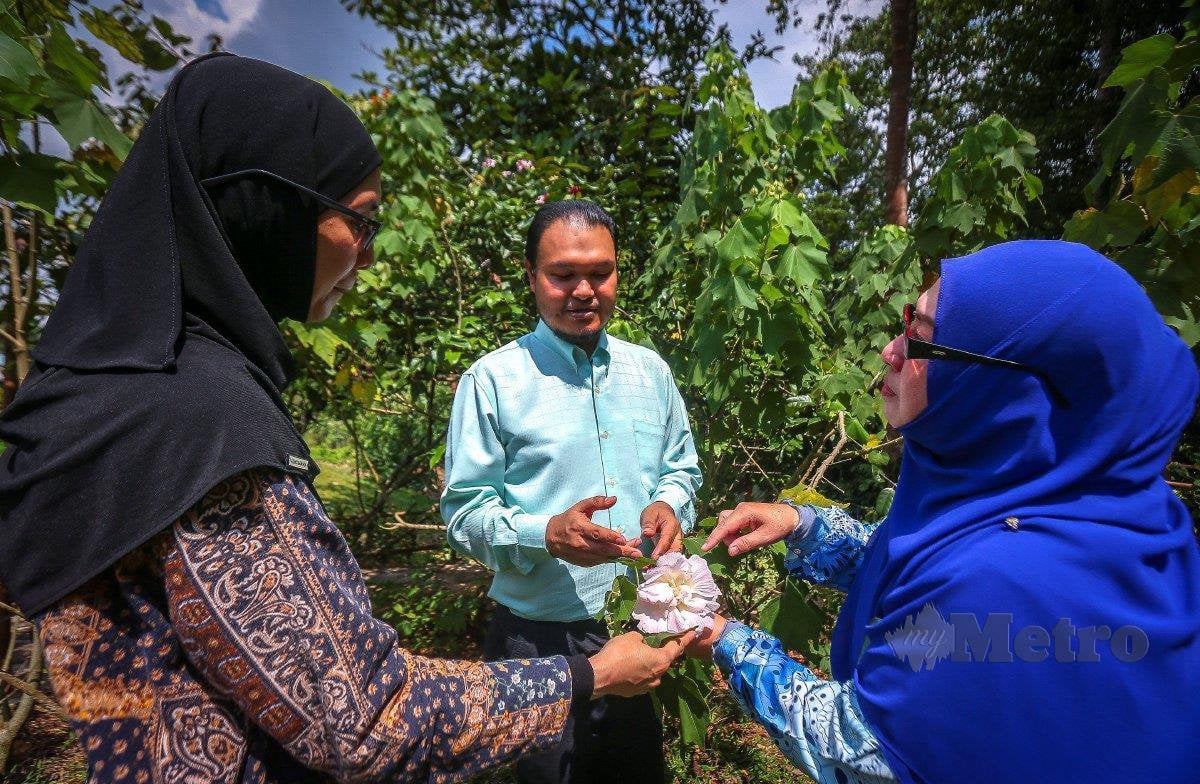DR Noraini (kanan) bersama pegawai penyelidik, Mohamad Ruzi Abdul Rahman (tengah) dan pegawai pertanian, Farrah Melissa Moksin. - FOTO Azhar Ramli