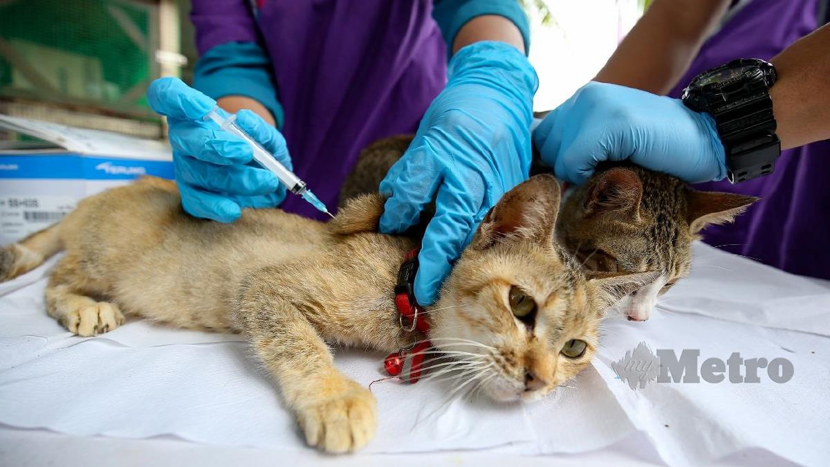 JABATAN Perkhidmatan Veterinar memberi suntikan vaksin kucing pada projek CSR membantu kucing terbiar jalanan. FOTO Mikail Ong