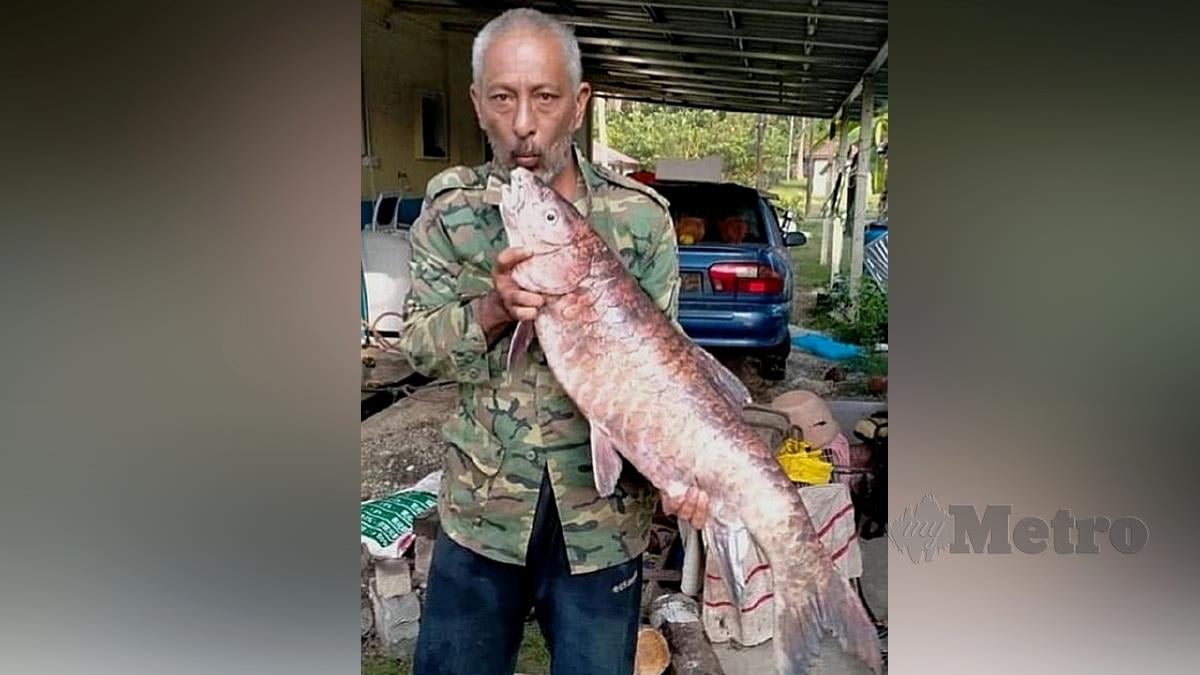 Abd Hadi  Sulaiman menunjukkan  ikan kelah merah yang ditangkapnya. FOTO ihsan pembaca