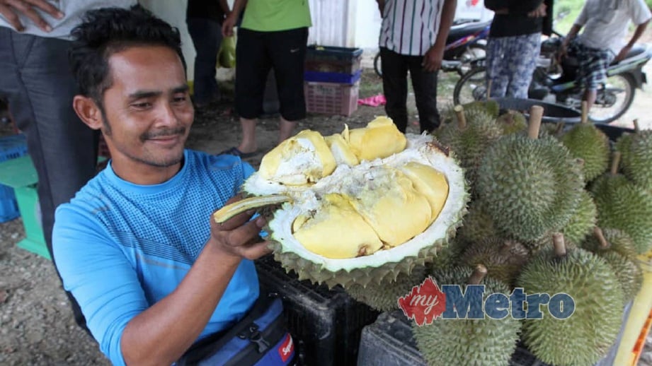 AHMAD Mustafar menunjukkan durian ganja tangkal panjang atau D 158 di Kampung Damak. FOTO Mohd Rafi Mamat