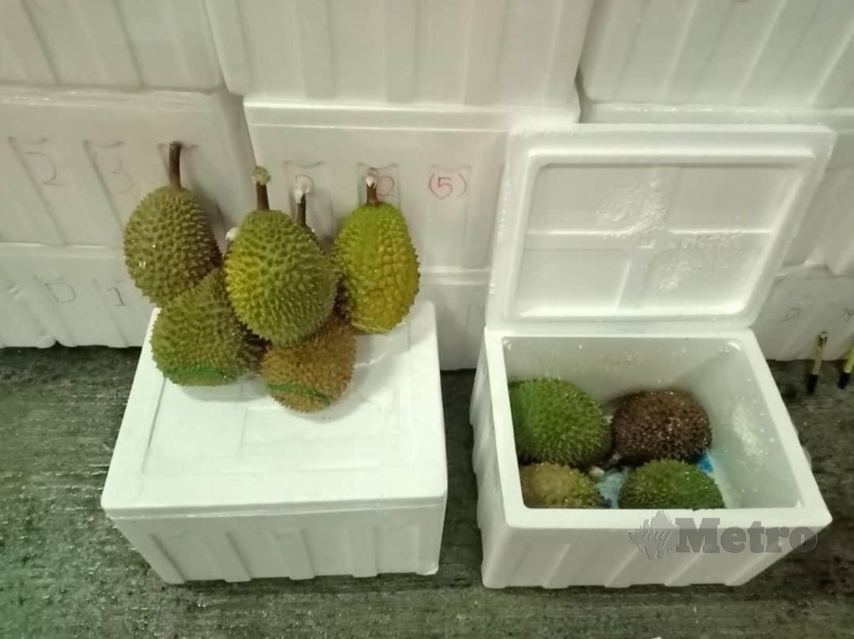 ANTARA durian yang dirampas. FOTO Ihsan APMM Selangor 