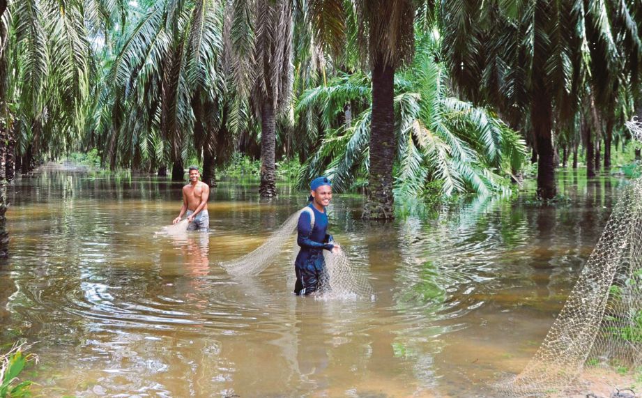 MUHAMAD Amal (kanan) bersama Sulaiman menjaring ikan di kebun sawit penduduk yang ditenggelami banjir.