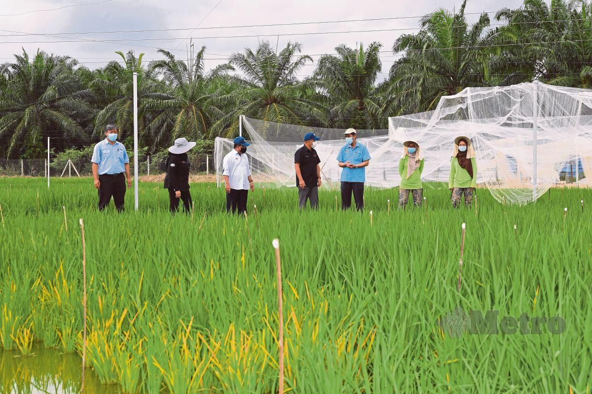 Mafi Galak Swasta Ceburi Industri Benih