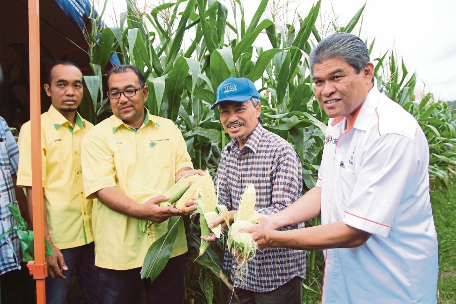 AHMAD (tengah) menunjukkan jagung pada Program Penuaian Fasa 1 Bekalan 2.5 juta Tongkol Jagung oleh FAMA Negeri Sembilan. 
