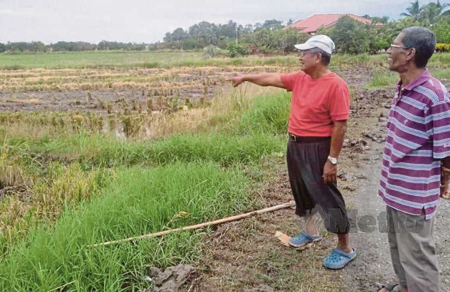 MOKHTAR  (kiri) bersama Marzuki  melihat kawasan sawah yang bakal dimasukkan air di Kampung Petani, Utan Aji, Kangar.