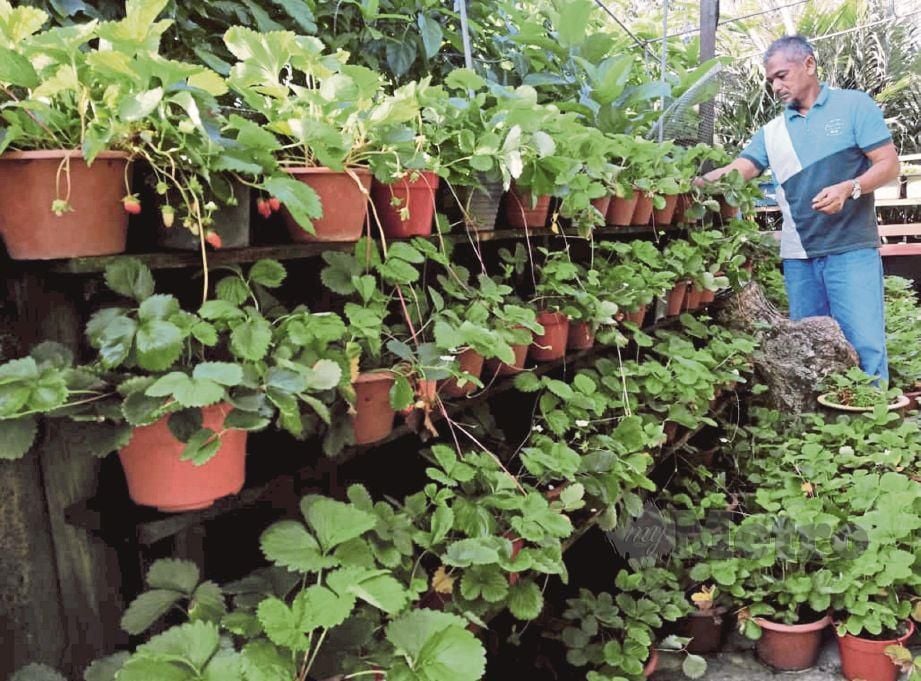 SYED Norhaimi  menunjukkan pokok strawberi yang tumbuh subur di sekeliling rumahnya di Taman Embun Jaya. 