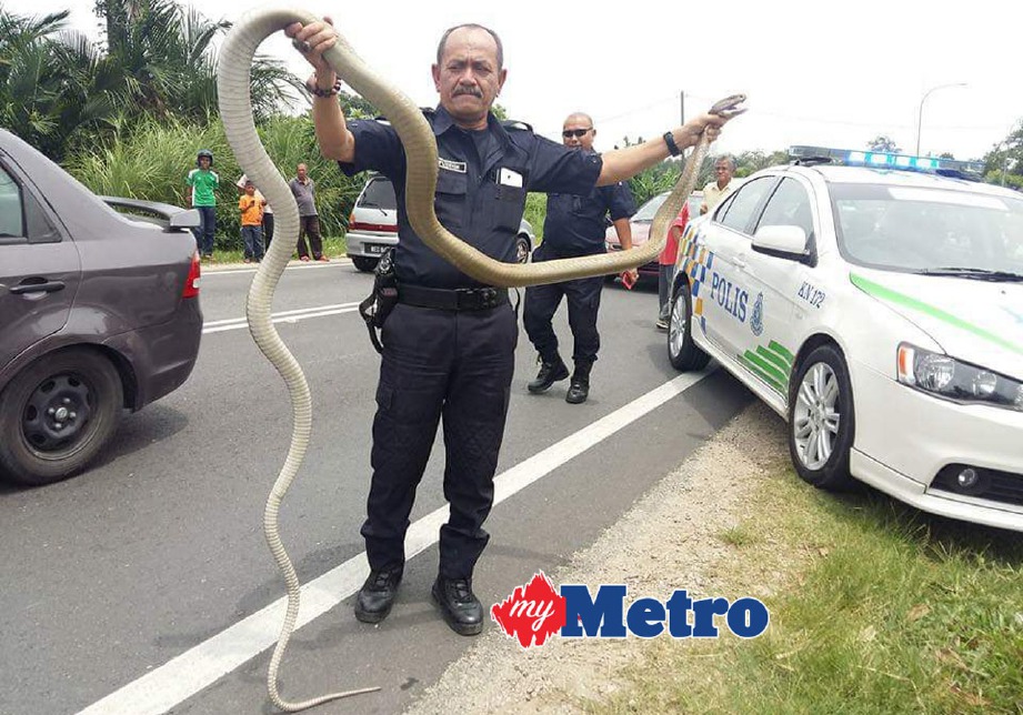 SAIFUDIN menunjukkan ular tedung selar yang ditangkapnya. FOTO ihsan Polis