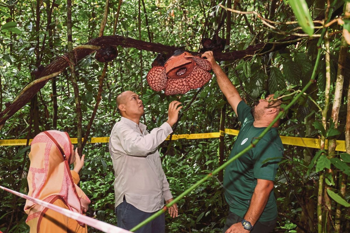  PEGAWAI Hutan Daerah Terengganu Barat, Jabatan Perhutanan Negeri Terengganu, Mohd Shahril Nizam Mat Ali (tengah) memeriksa bunga pakma di Hutan Simpan Tembat, Jenagor, Kuala Berang.