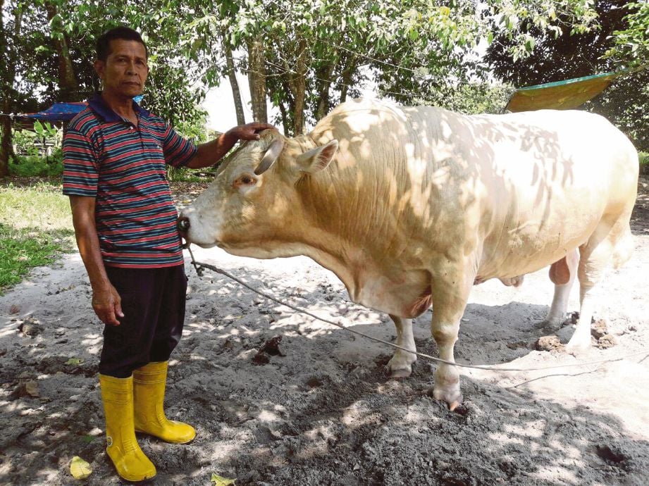 AHMAD Ramali menunjukkan saiz lembu baka Charolais yang menjadi Johan Pertandingan Lembu Sado sempena Karnival Terengganu 2018.