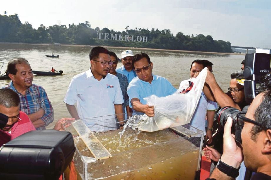 AHMAD Shabery melepaskan 54,321  ikan pelbagai spesies  di Sungai Pahang.