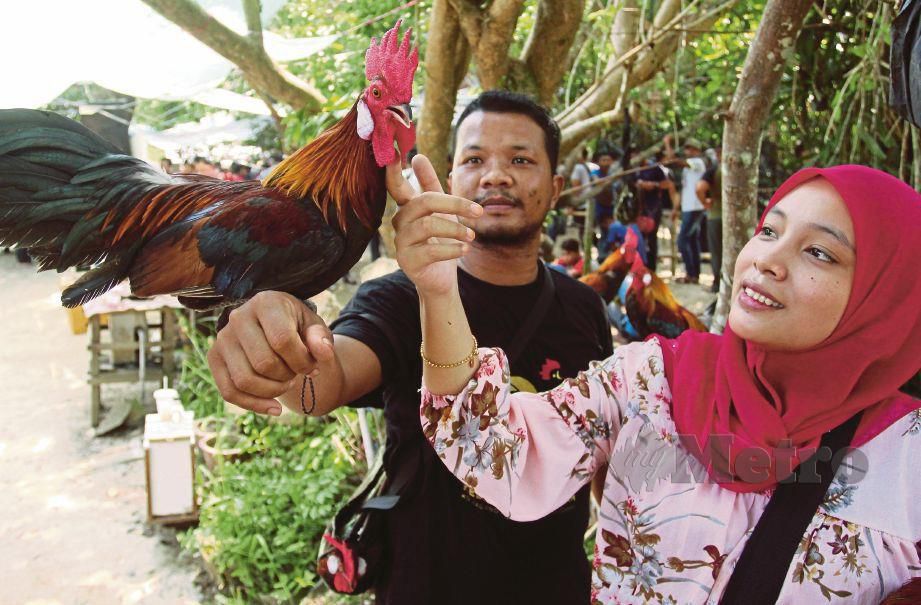 NURUL Tasha dan suaminya menunjukkan kebolehan ayam jantan peliharaan mereka. FOTO Nik Abdullah Nik Omar