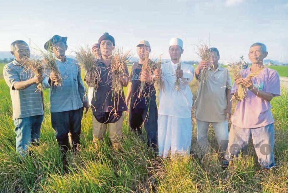 PESAWAH di Jejawi Dalam menunjukkan tanaman padi yang musnah akibat tidak menerima bekalan air yang mencukupi. FOTO DZIYAUL AFNAN ABDUL RAHMAN.