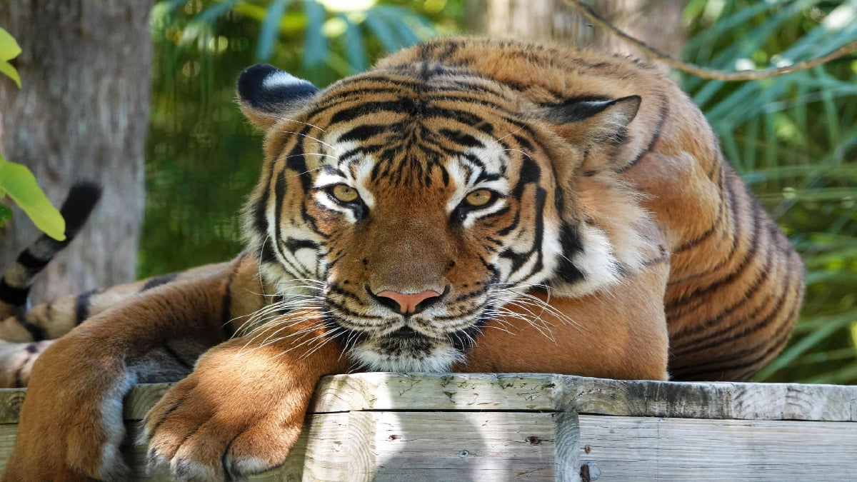 EKO, Harimau Malaya yang terpaksa ditembak mati. FOTO AFP