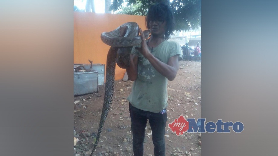 DWI bermain dengan ular sawa peliharaannya sebelum dia dibelit haiwan berkenaan. FOTO Agensi