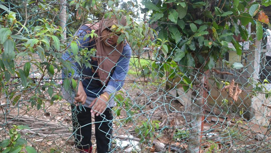 Kecewa Hasil Tanaman Dituai Binatang Liar