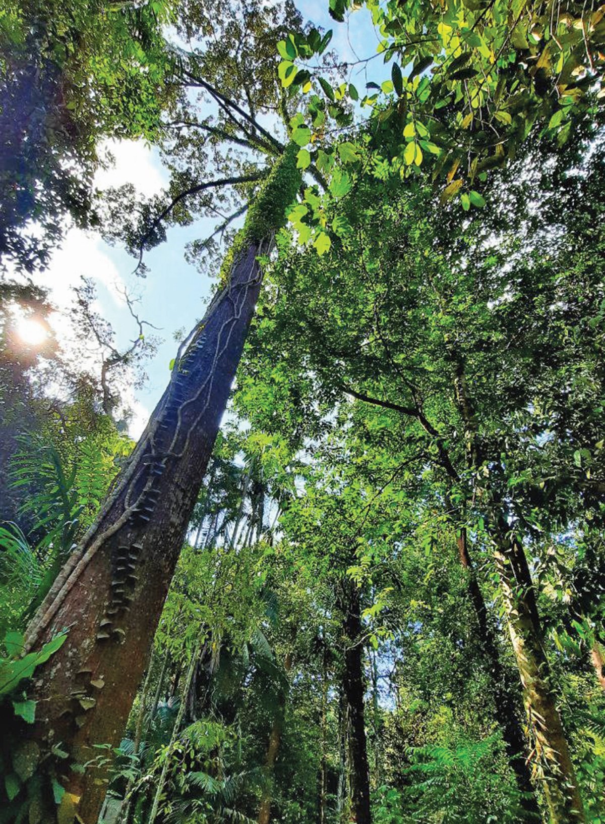 POKOK Meranti tembaga antara tarikan di Taman Botani Bangi.