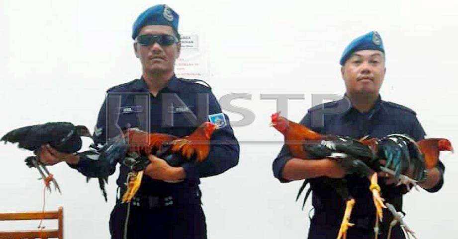 ANGGOTA Pasukan Polis Marin menunjukkan ayam sabung yang diletakkan di dalam kotak dan dipercayai cuba dibawa keluar dari Labuan. FOTO ihsan PPM