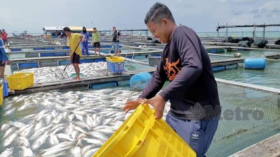 KAKITANGAN Institut Penyelidikan Perikanan (FRI) dan Jabatan Perikanan Negeri Pulau Pinang bersama Jabatan Perikanan Negeri Perak mengambil sampel ikan yang mati di perairan Perak dan Pulau Pinang. FOTO ihsan Jabatan Perikanan Malaysia