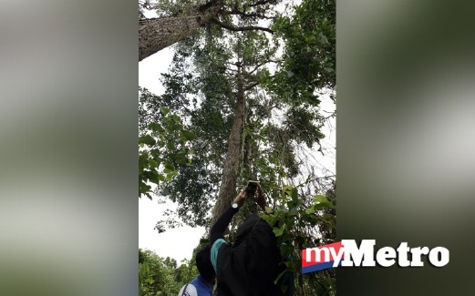 LELAKI warga Kemboja enggan turun dari pokok setinggi 25 meter yang dipanjatnya. FOTO Aswadi Alias