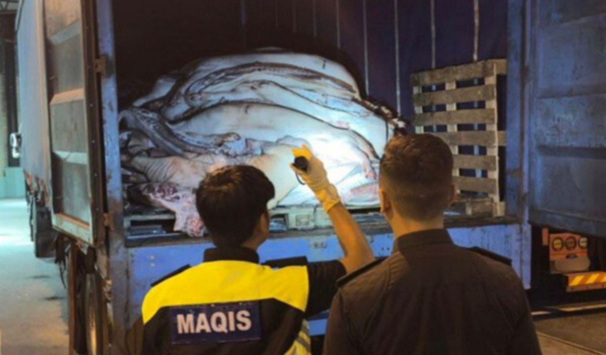 ANGGOTA penguat kuasa memeriksa karkas babi yang cuba diseludup dalam lori ketika pemeriksaan import Kompleks Sultan Abu Bakar di Iskandar Puteri. FOTO Ihsan Maqis.