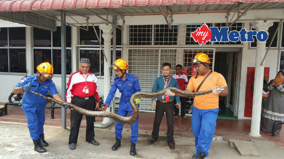 Anggota APM dan pekerja pos menunjukkan ular sawa yang ditangkap. FOTO Mohammad Ishak