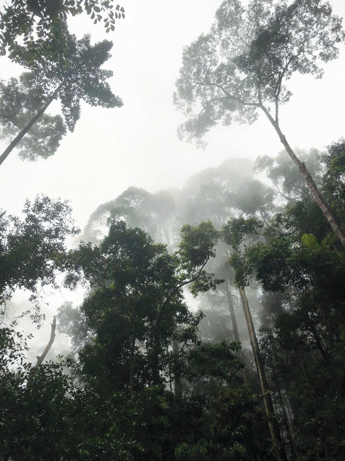 KEINDAHAN hutan di Gunung Jerai,Kedah, ketika dilitupi kabus tebal.