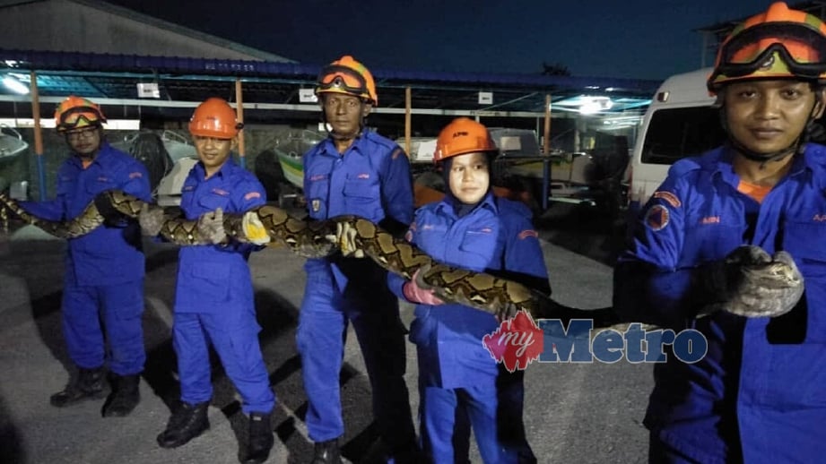 ANGGOTA APM memegang ular sawa batik yang ditangkap di Kampung Belukar, Gelong Rambai Tunjang. FOTO Zuliaty Zulkiffli