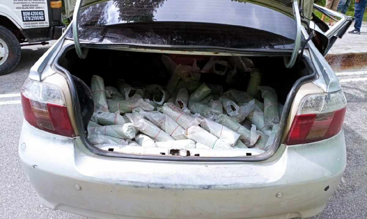 DAUN ketum yang ditemui dalam but Toyota Vios. Foto Ihsan Polis.
