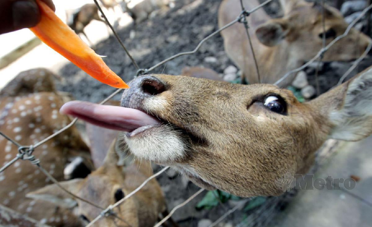PENGUNJUNG memberi makan lobak merah kepada rusa bintik di Zoo Negara. FOTO Arkib NSTP.
