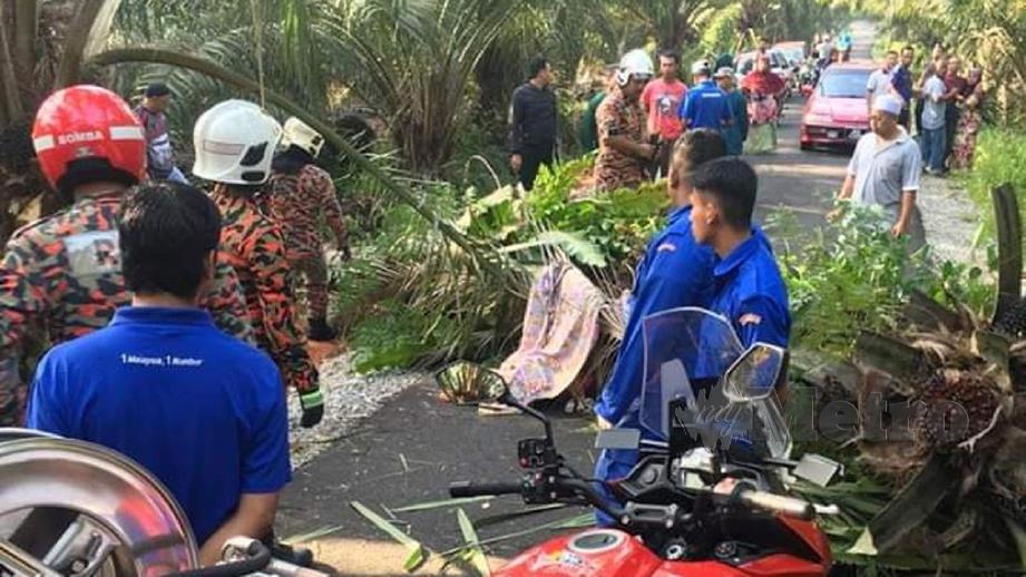 TIGA beranak maut apabila motosikal yang ditunggangi mereka dihempap pokok kelapa sawit. FOTO ihsan Bomba