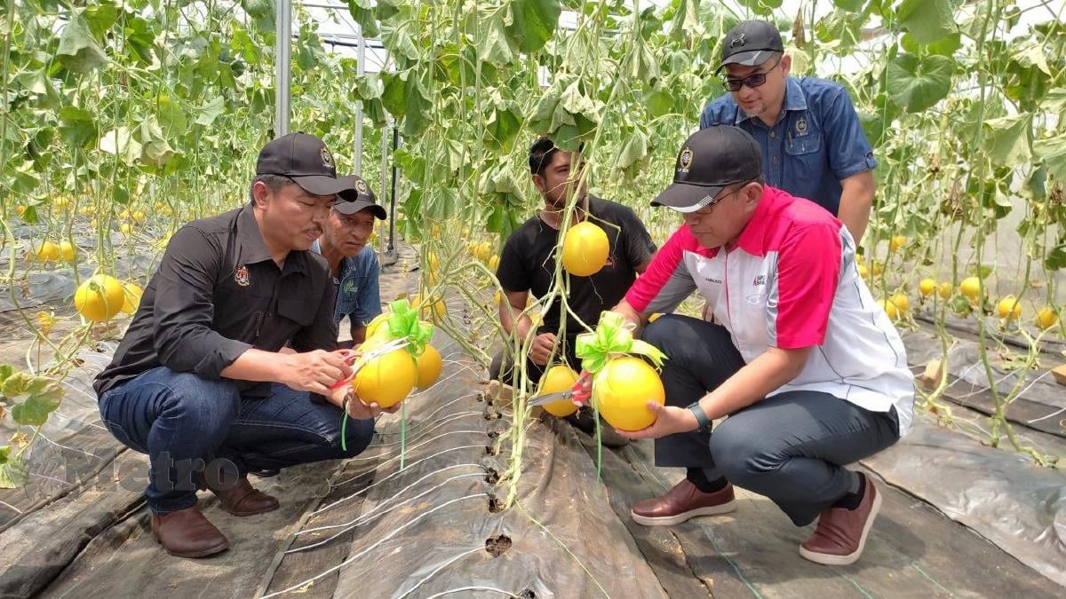 BADRUL (kiri) meninjau  ladang melon manis ketika Majlis Penyerahan Sumbangan Program Inkubasi antara Agrobank dan unisZa di tapak Farm Melon Manis Terengganu (MMT), UniSZA Kampus Besut. FOTO Nurul Fatihah Sulaini