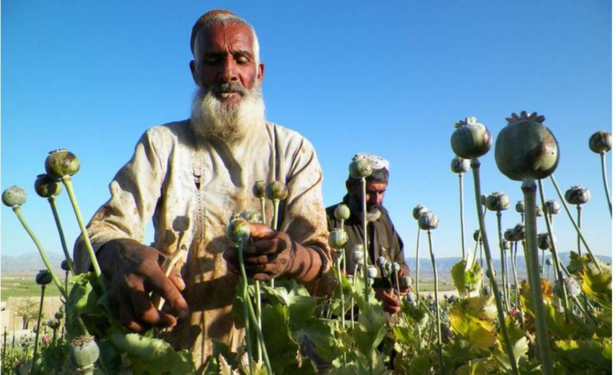HARGA bunga popi meningkat selepas Taliban berkuasa di Afghanistan. -FOTO AFP