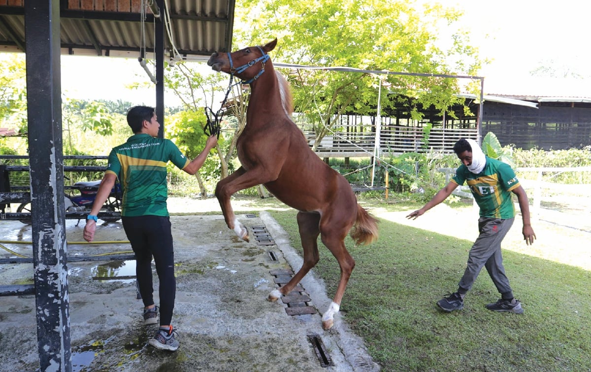 MUHAMMAD Izhar memiliki peranan penting dalam melatih kuda untuk perlumbaan.