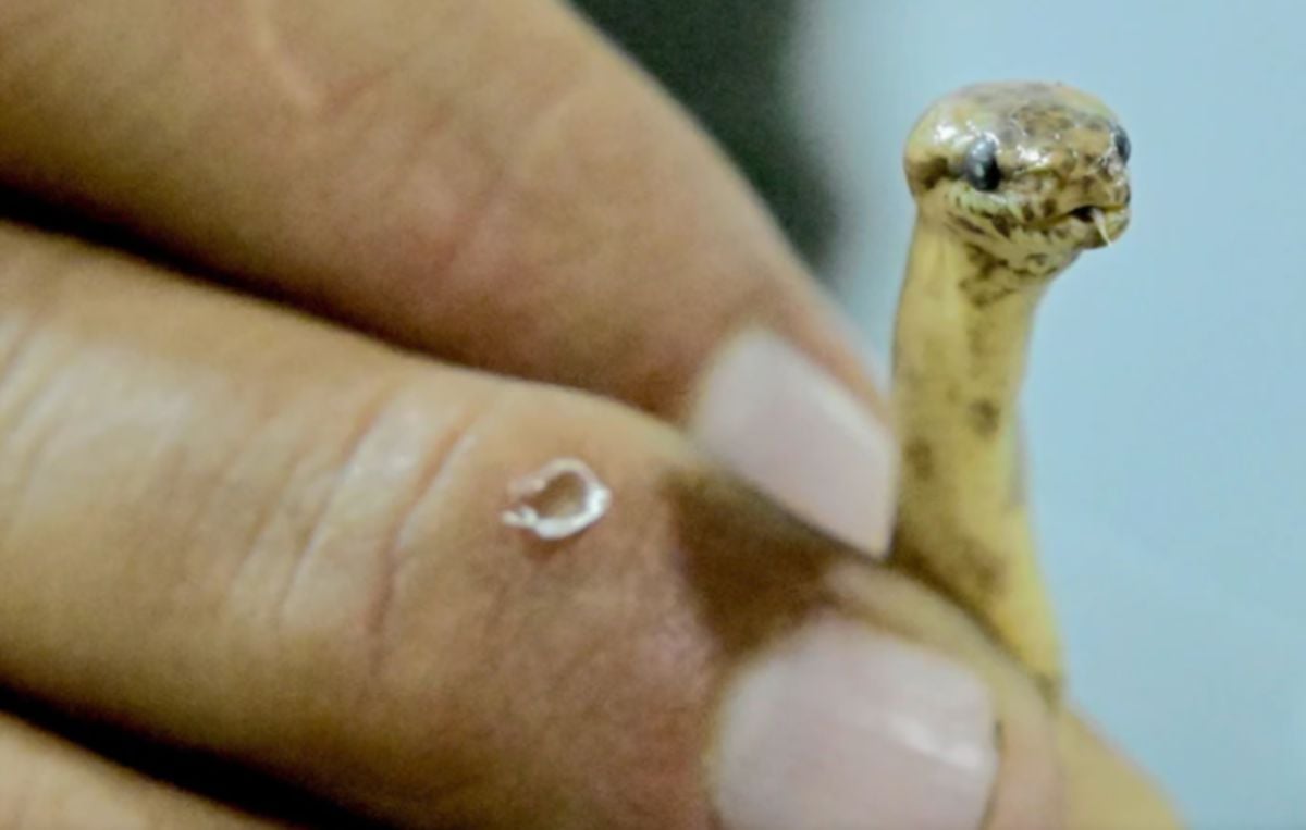 Ular boa kerdil yang ditemukan saintis. FOTO AFP