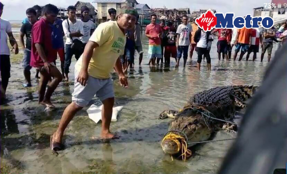 GAMBAR buaya terperangkap pada pukat nelayan yang tular di media sosial. FOTO ihsan pembaca