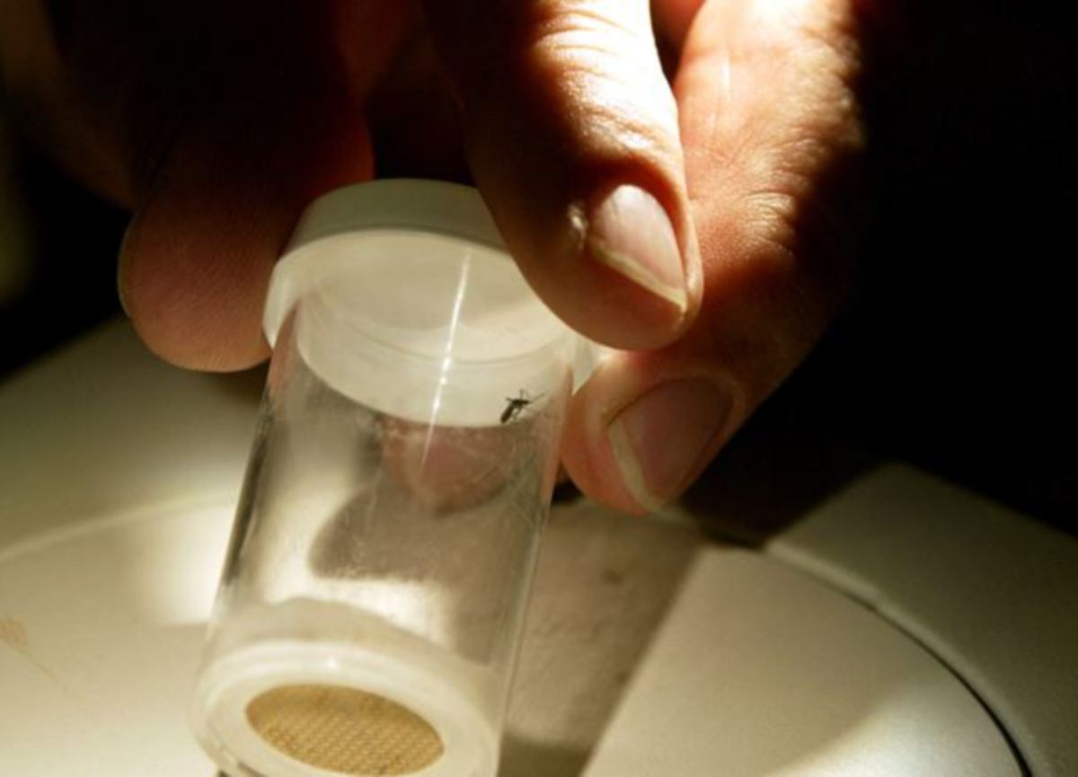 ISRAEL mengumumkan mengesan nyamuk membawa virus Nil Barat. FOTO fail AFP.