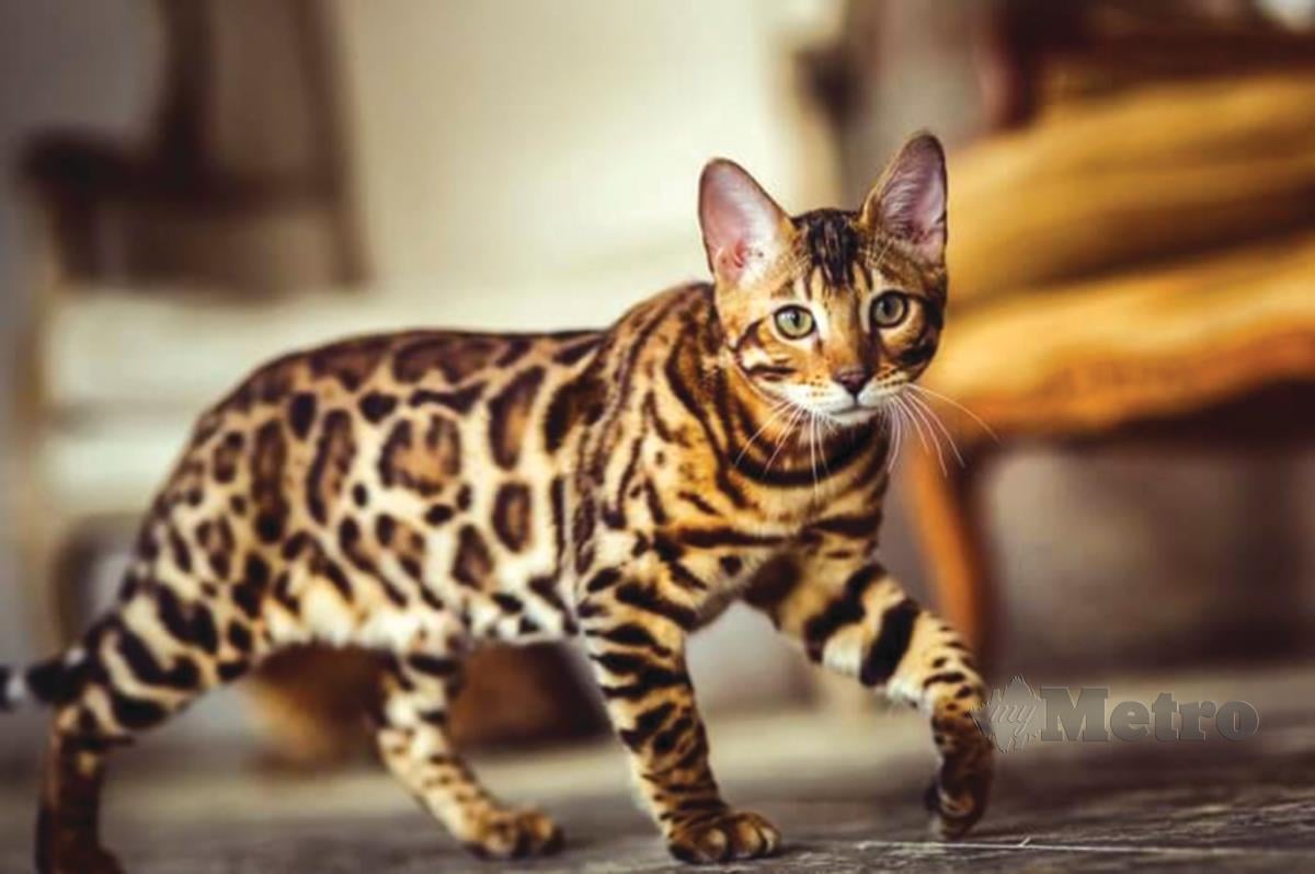 BENGAL mempunyai corak yang unik menjadi buruan peminat kucing untuk menjadikan haiwan kesayangan.