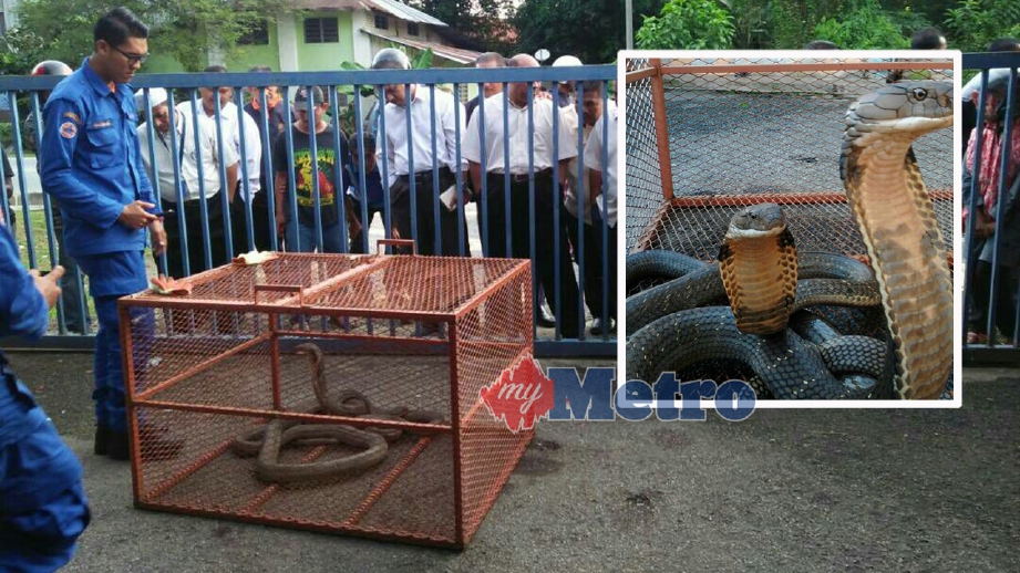 DUA ular tedung selar yang ditangkap di Kampung Batu 48, Bongor menarik perhatian orang ramai. FOTO ihsan APM