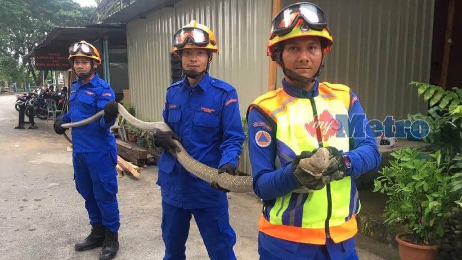 ANGGOTA APM menunjukkan ular tedung selar yang ditangkap di Kampung Sungai Kap. FOTO Noorazura Abdul Rahman